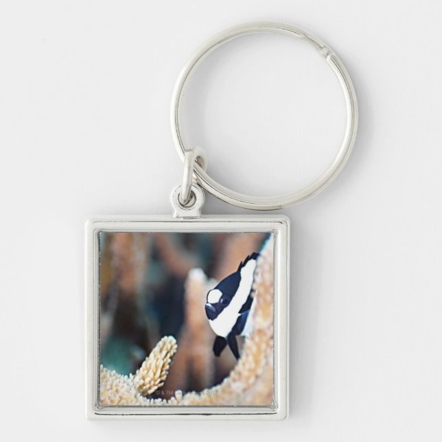 Reticulate dascyllus key ring (Front)