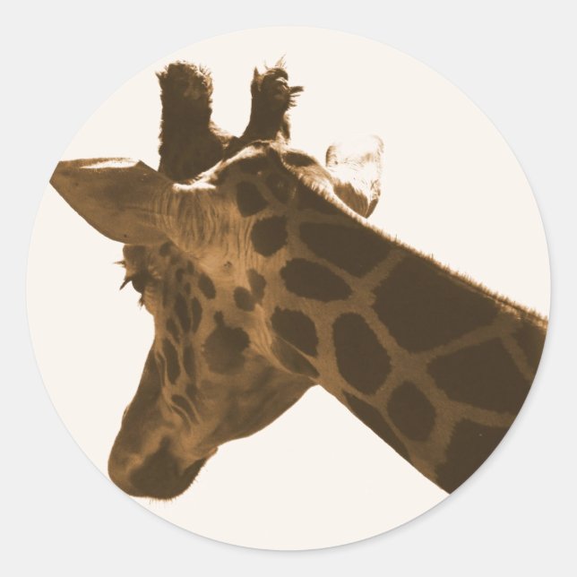Reticulate Giraffe profile Classic Round Sticker (Front)