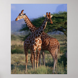 Reticulated Giraffe 2 Poster