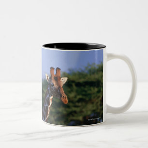 Reticulated Giraffe 2 Two-Tone Coffee Mug
