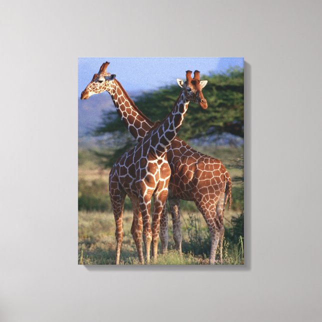 Reticulated Giraffe 4 Canvas Print (Front)