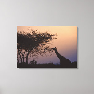 Reticulated Giraffe Canvas Print