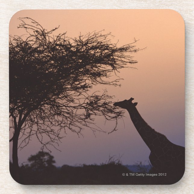 Reticulated Giraffe Coaster (Front)