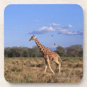 Reticulated Giraffe Coaster