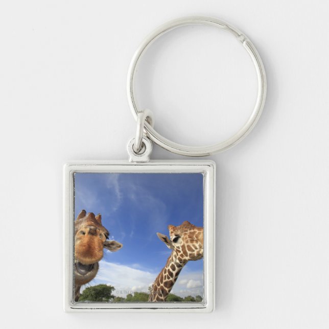 Reticulated Giraffe (Giraffa camelopardalis) Key Ring (Front)