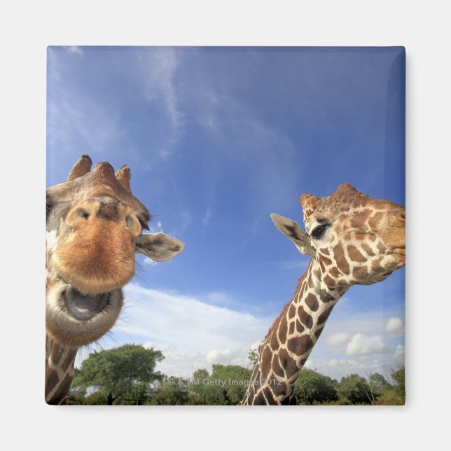 Reticulated Giraffe (Giraffa camelopardalis) Magnet (Front)