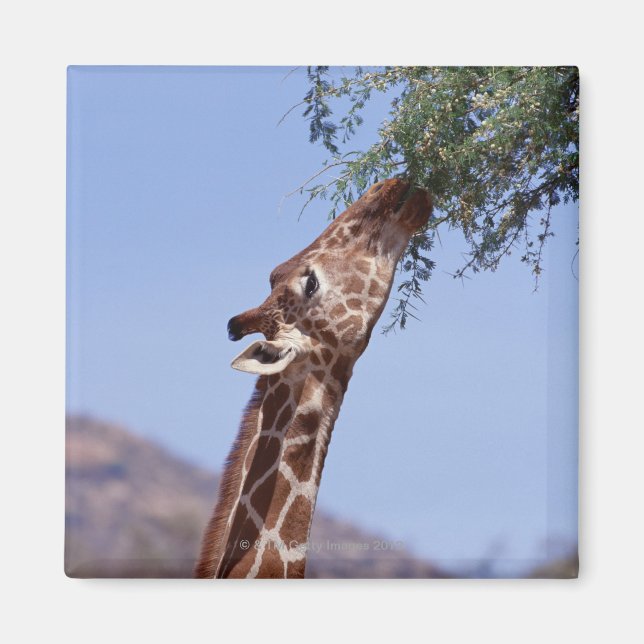 Reticulated Giraffe Magnet (Front)
