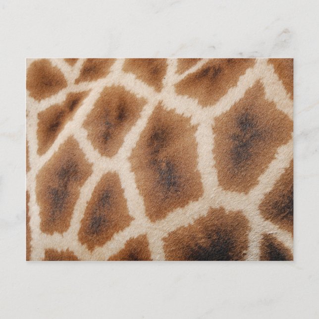 Reticulated Giraffe Pattern Wild Animal Print Gift Postcard (Front)
