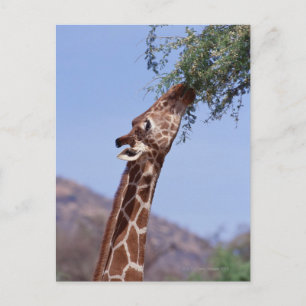 Reticulated Giraffe Postcard