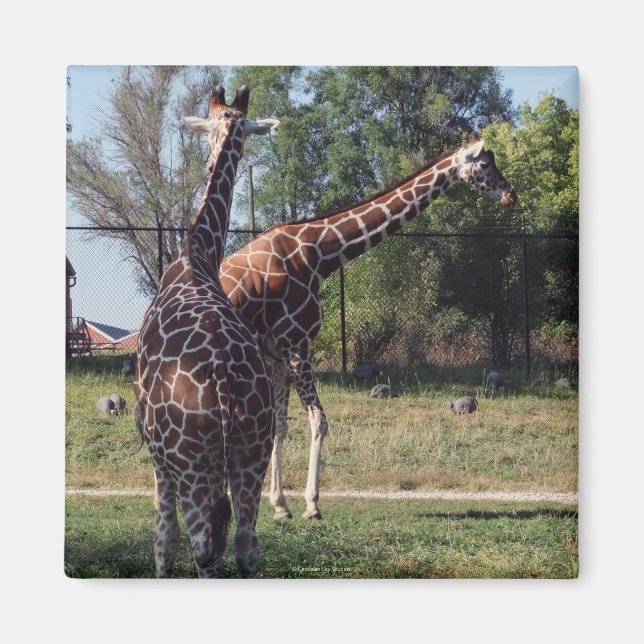 Reticulated Giraffes Magnet (Front)