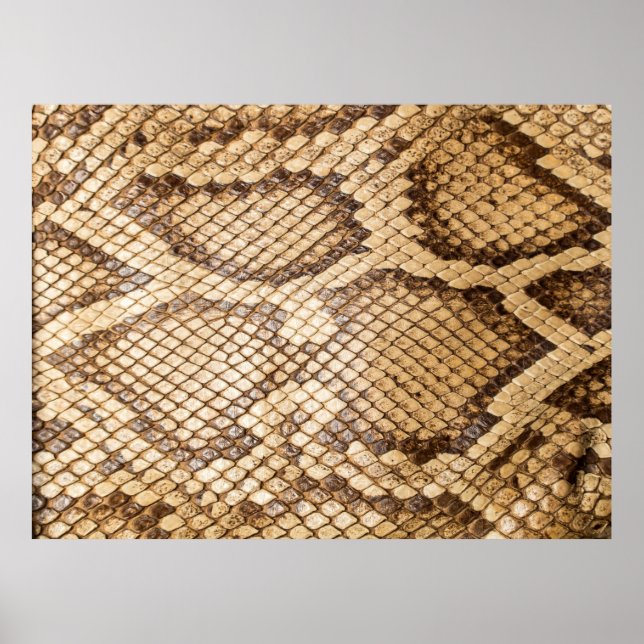 Reticulated python skinpython,skin,snake,reticulat poster (Front)