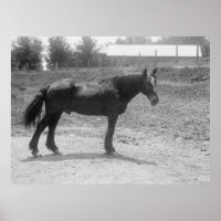 Retired War Horse Circa 1916