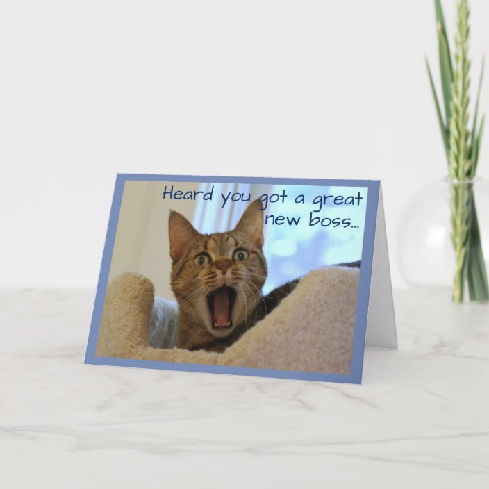 Retirement Cat is Very Happy Card | Zazzle.co.uk