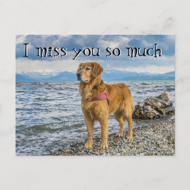 Retriever at the beach miss you postcard (Front)