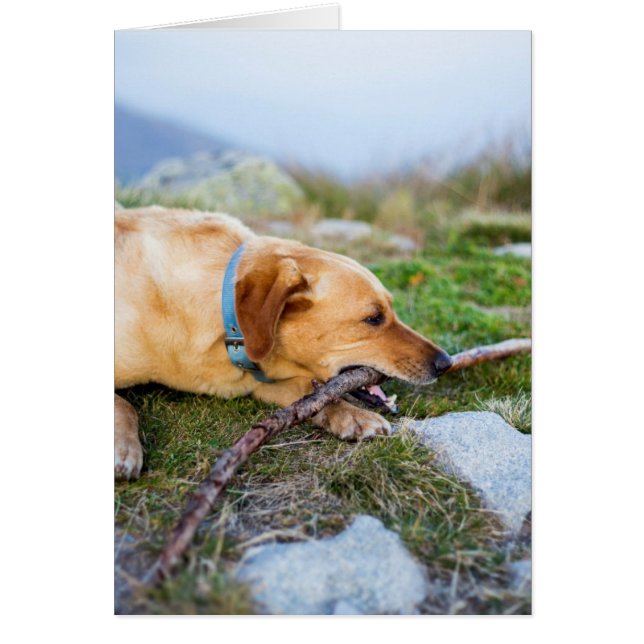 Retriever with Stick (Front)