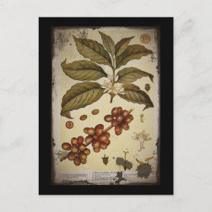Retro Botanical Image Coffee Postcard