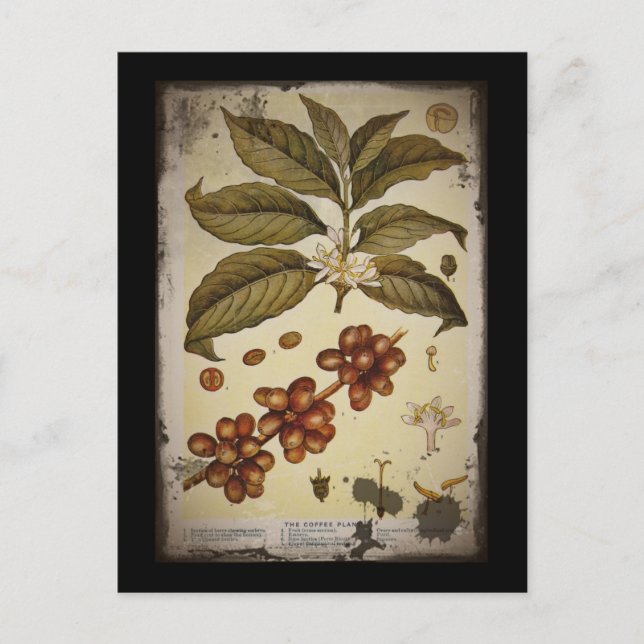 Retro Botanical Image Coffee Postcard (Front)