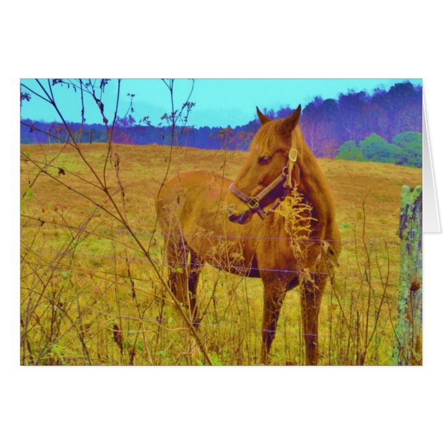 Retro Coloured Horse (Front Horizontal)