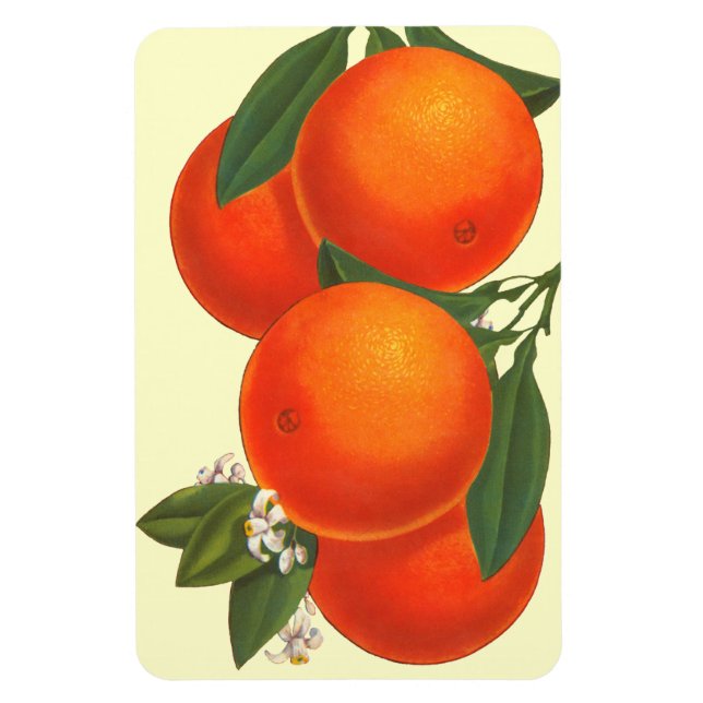 Retro Crate Art Oranges Magnet (Vertical)
