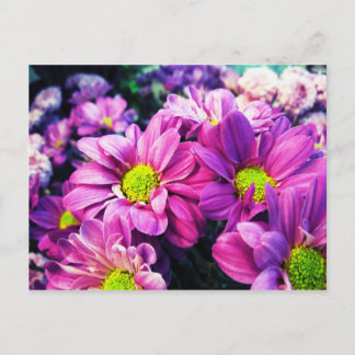 Retro Daisies I Postcard