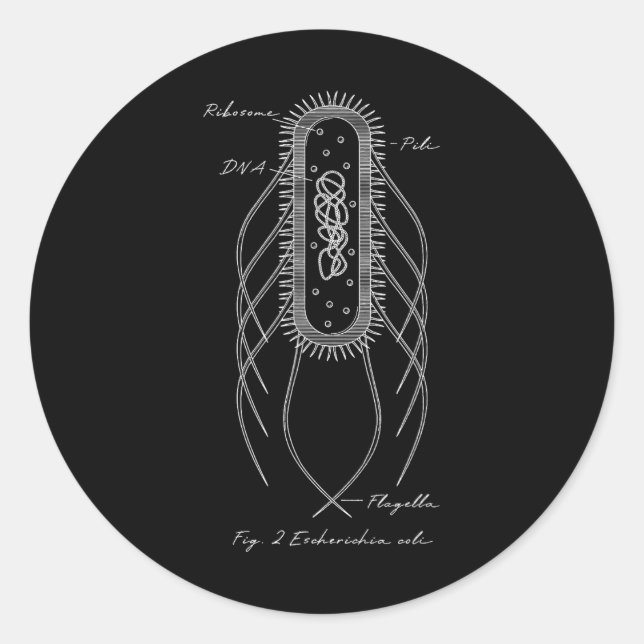 Retro E. Coli Schematic Diagram Microbiology Scien Classic Round Sticker (Front)