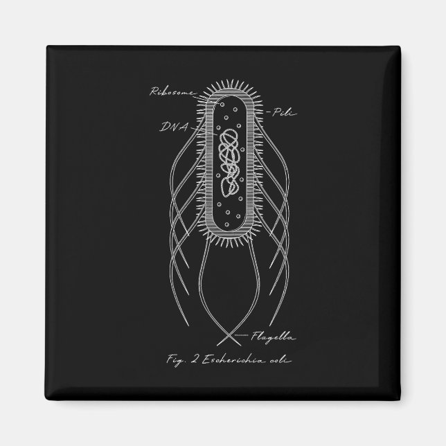 Retro E. Coli Schematic Diagram Microbiology Scien Magnet (Front)