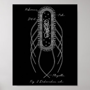 Retro E. Coli Schematic Diagram Microbiology Scien Poster
