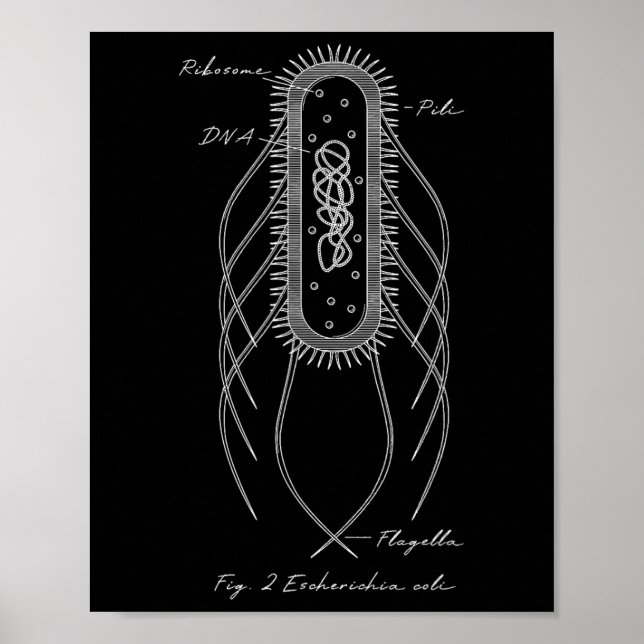 Retro E. Coli Schematic Diagram Microbiology Scien Poster (Front)