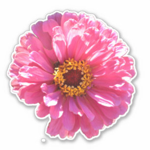 retro pink floral pink flower Pink Daisy sunflower