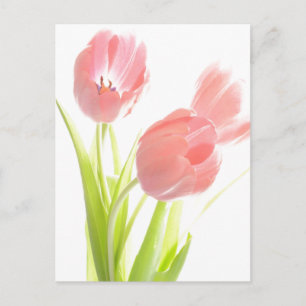 Retro Pink tulip  Postcard
