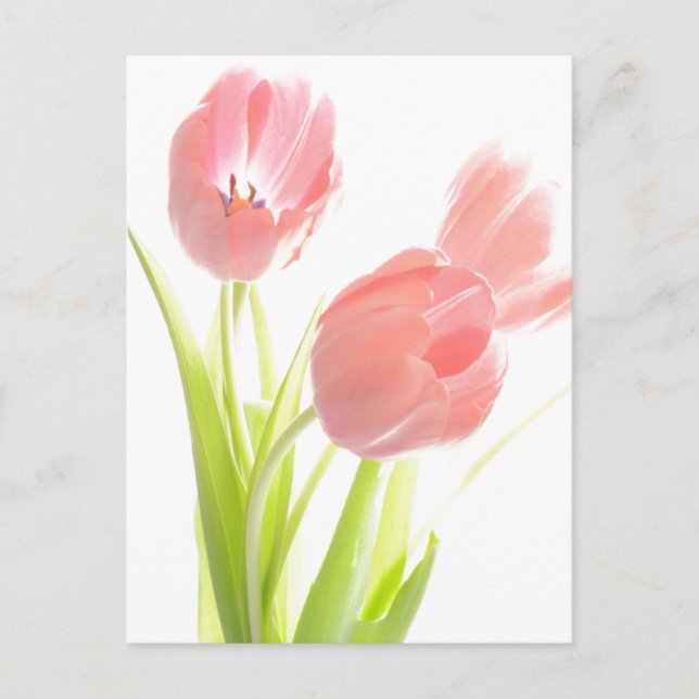Retro Pink tulip  Postcard (Front)