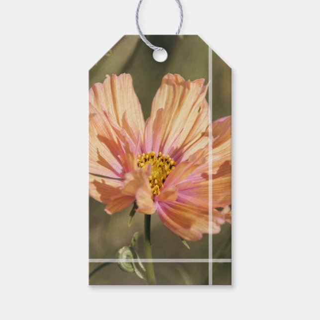 Retro Summer Cosmea Blooms  Gift Tags (Front)