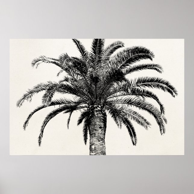 Retro Tropical Island Palm Tree in Black and White Poster (Front)