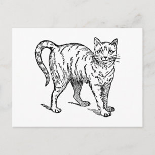 Retro Vintage Black & White Cute Little Pet Cat Postcard