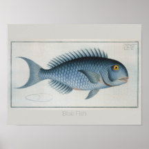 Retro Vintage Blue Fish Drawing 