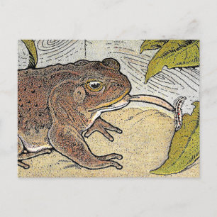 Retro Vintage Frog Book Illustration Postcard