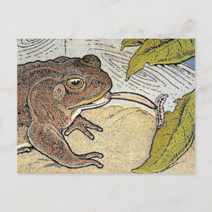 Retro Vintage Frog Eating Bug Postcard