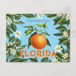 Retro Vintage Greetings from Florida Orange Fruit  Postcard