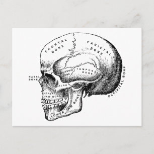 Retro Vintage Skull Profile Postcard