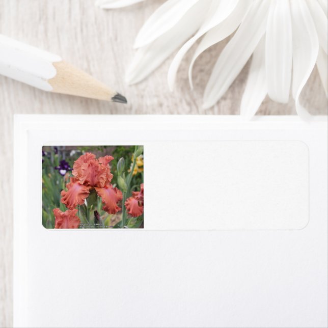 Return Address Label (Insitu)