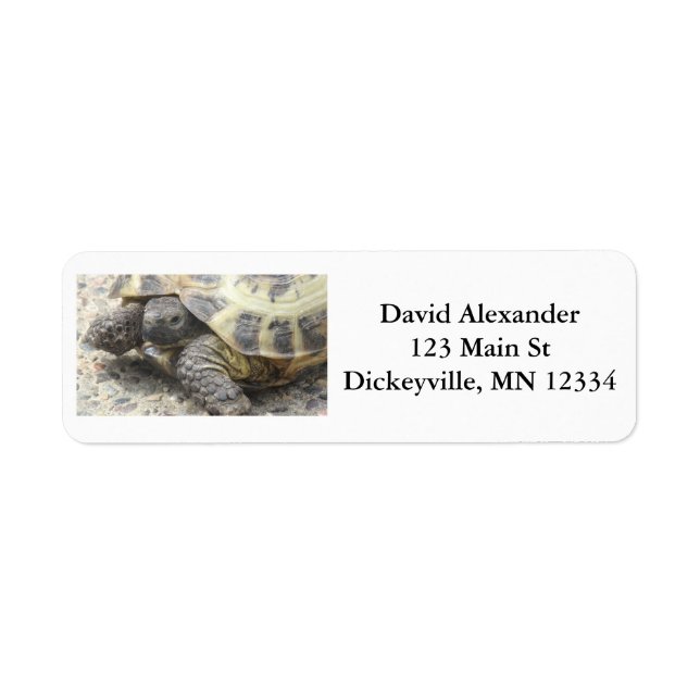 Return Mailing Address Labels with Cute Turtle (Front)