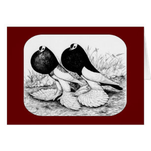 Reversewing Pouter Pigeons