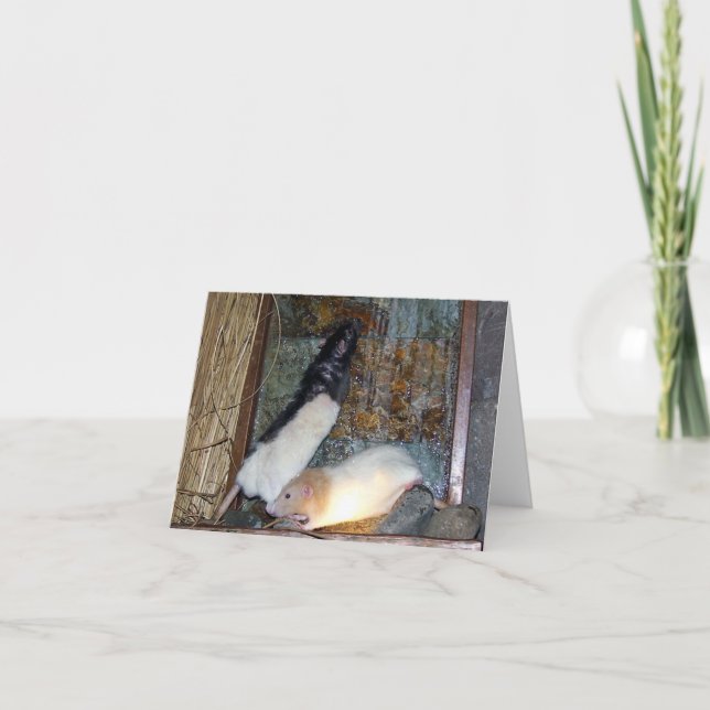 Rex and Gizmo Pet Rat Note Card (Front)