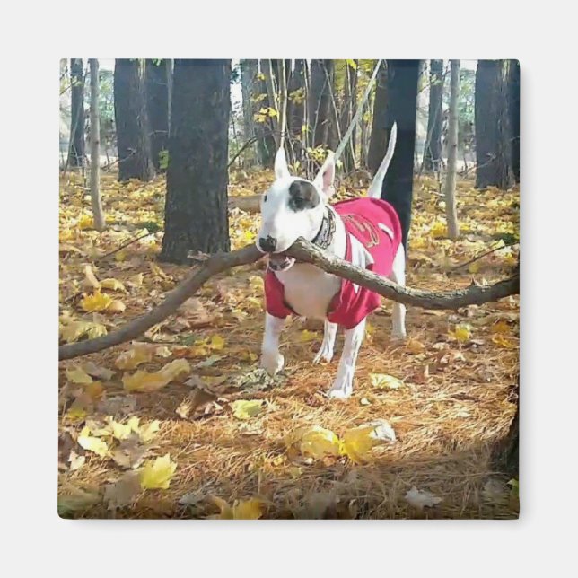 Rex Autumn stick of the day Magnet (Front)