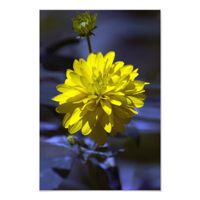Rhapsody in blue photo print (Front)