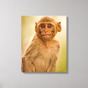 Rhesus Macaque Baby (Macaca Mulatta)   In Sariska Canvas Print
