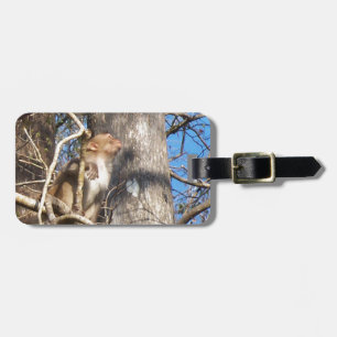 rhesus macaque monkey looking up luggage tag