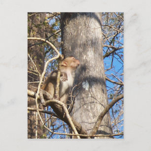 rhesus macaque monkey looking up postcard