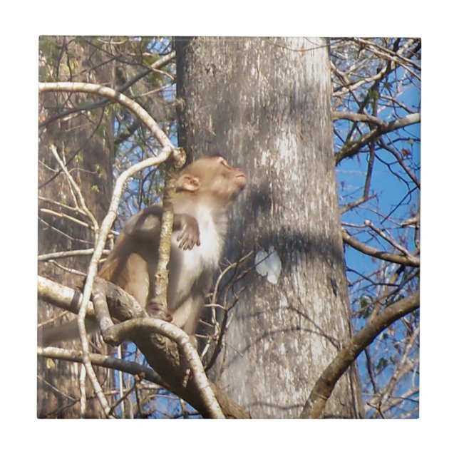 rhesus macaque monkey looking up tile (Front)