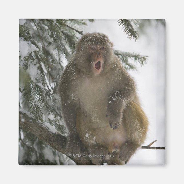 Rhesus Macaque monkey (Macaca mulatta) sitting Magnet (Front)